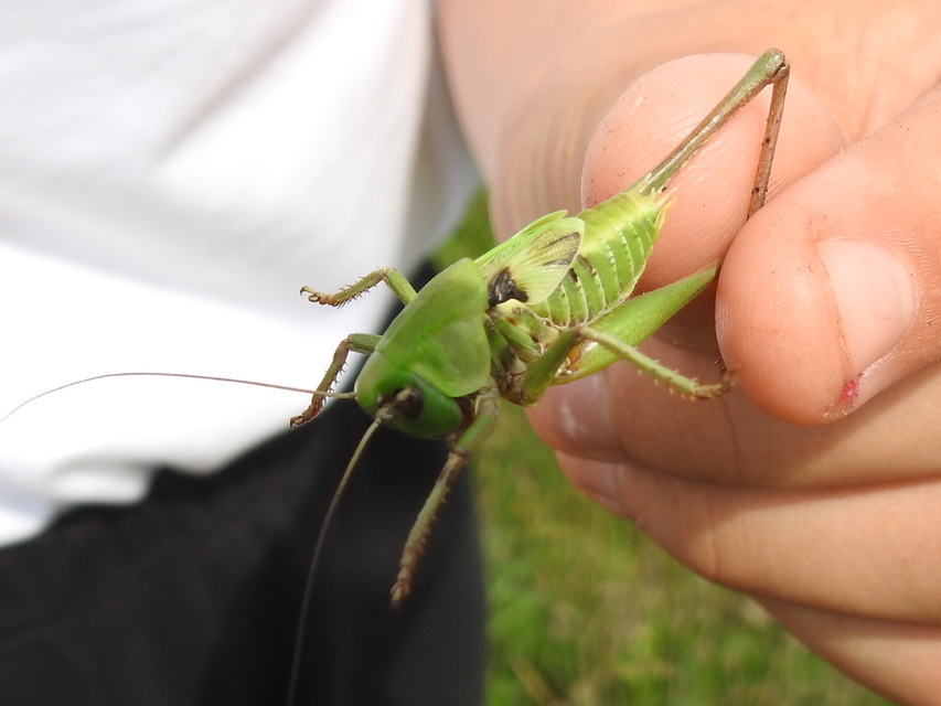 Decticus verrucivorus - szemölcsevő szöcske