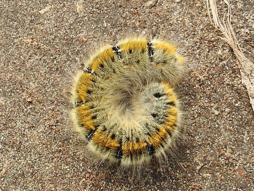 Lasiocampa trifolii - lóhereszövő