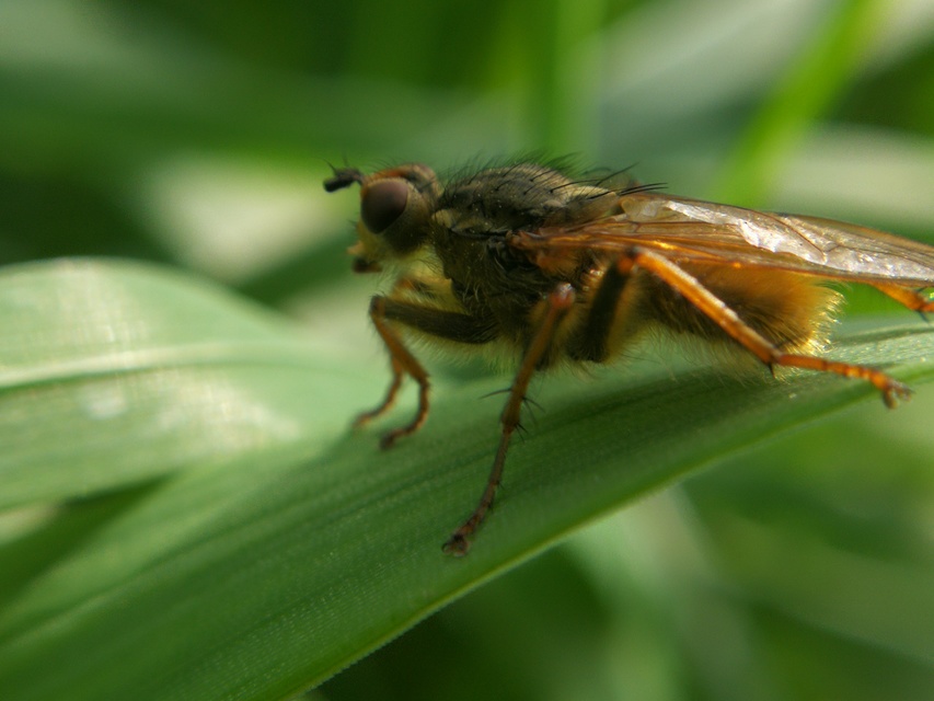 Scathophaga stercoraria - közönséges trágyalégy