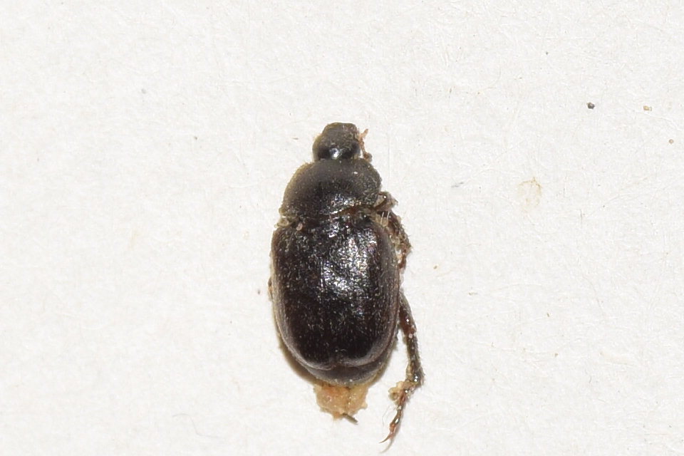 Hoplia hungarica - homoki virágcserebogár