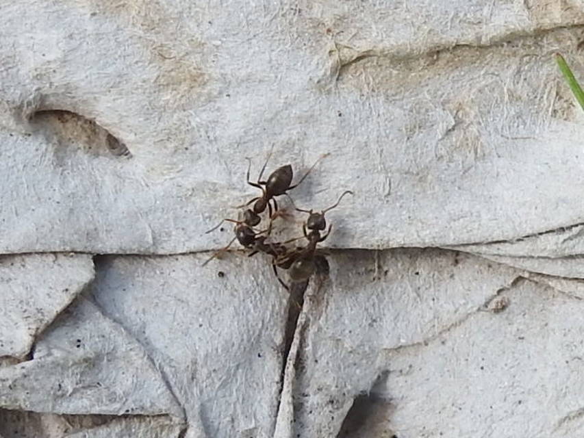 Lasius