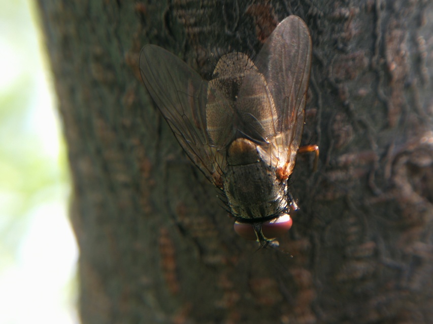 Muscidae - igazi legyek