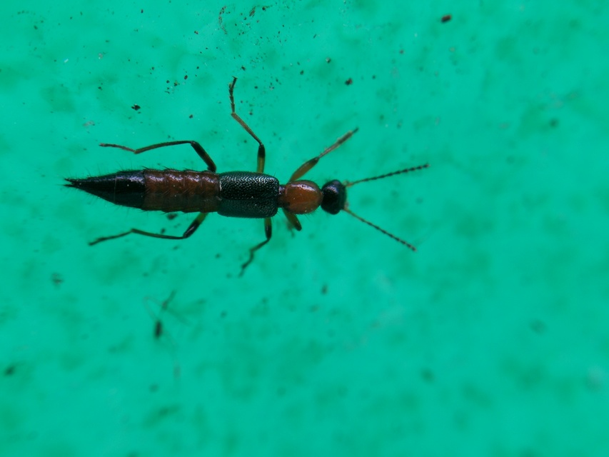 Paederus