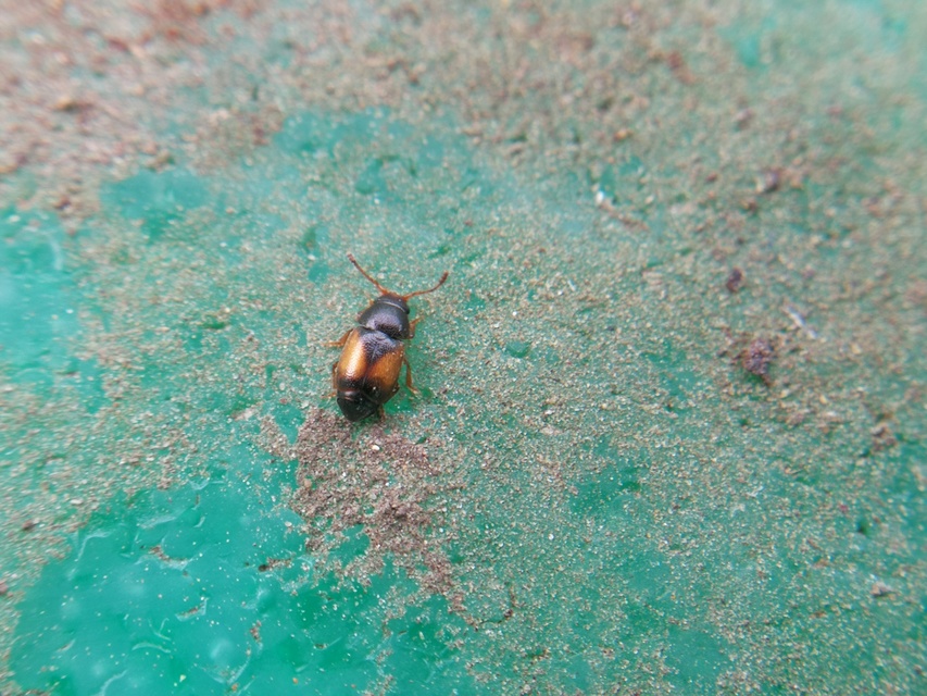 Kateretes pusillus