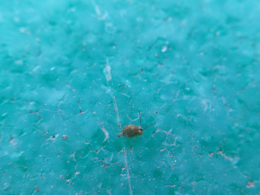 Sminthurus viridis