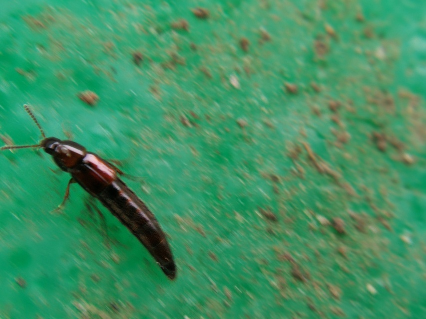 Mycetoporus Mycetoporus