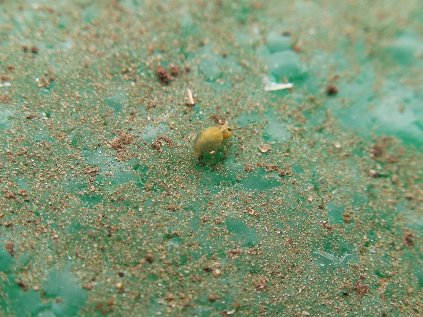 Sminthurus viridis