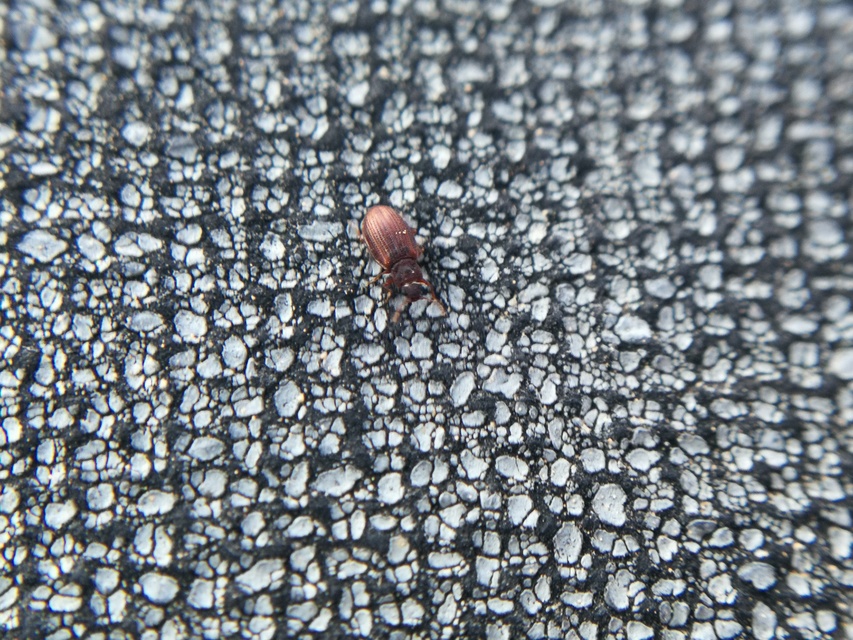 Latridiidae - pudvabogárfélék Latridiidae - pudvabogárfélék
