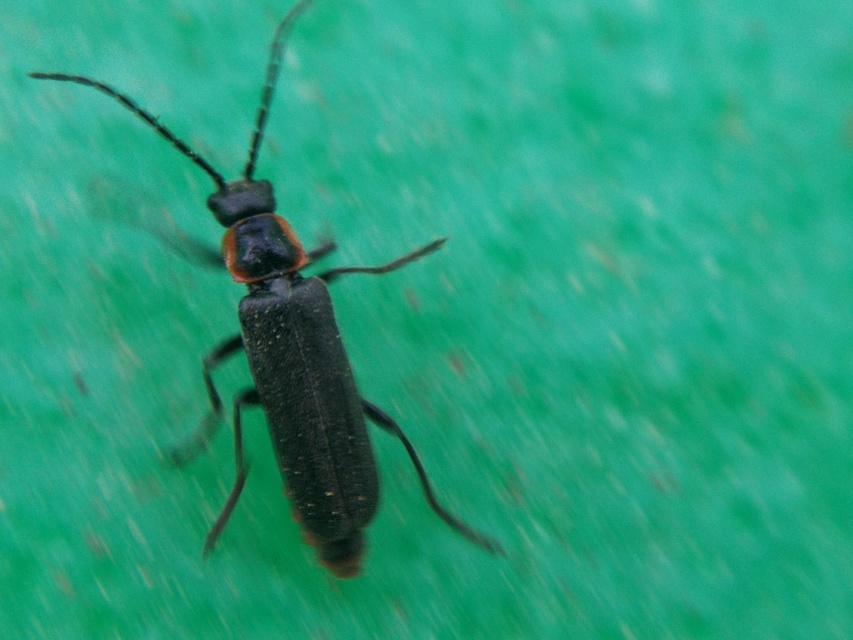 Cantharis pulicaria - zsírfényű lágybogár