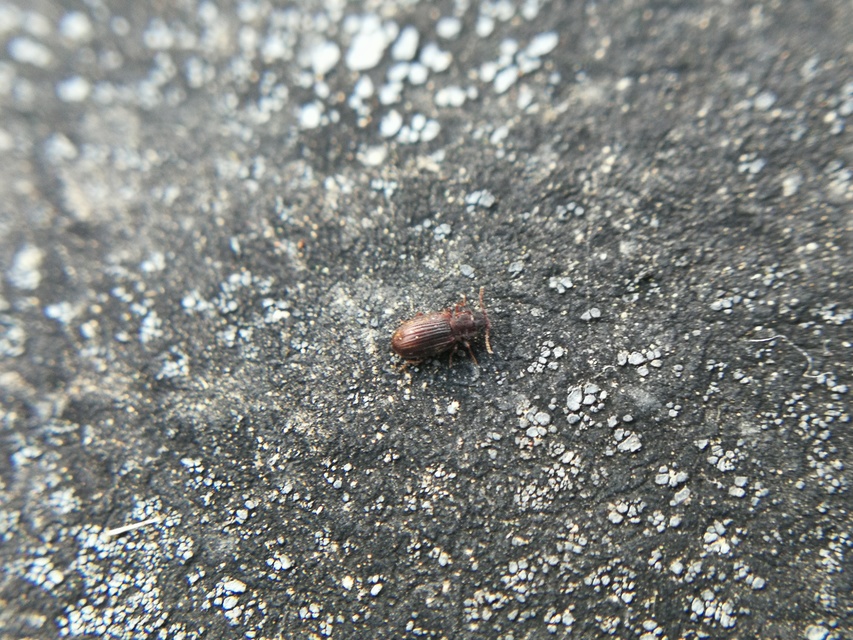 Latridiidae - pudvabogárfélék Latridiidae - pudvabogárfélék