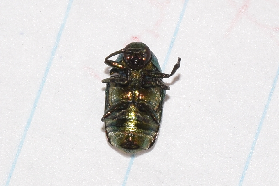 Cryptocephalus sericeus - nagy fészkesbogár