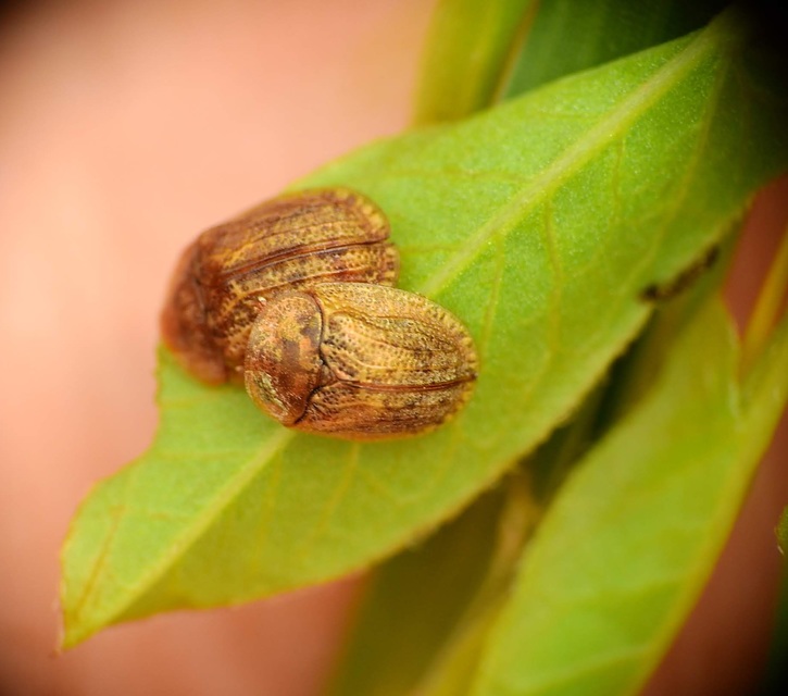 Hypocassida