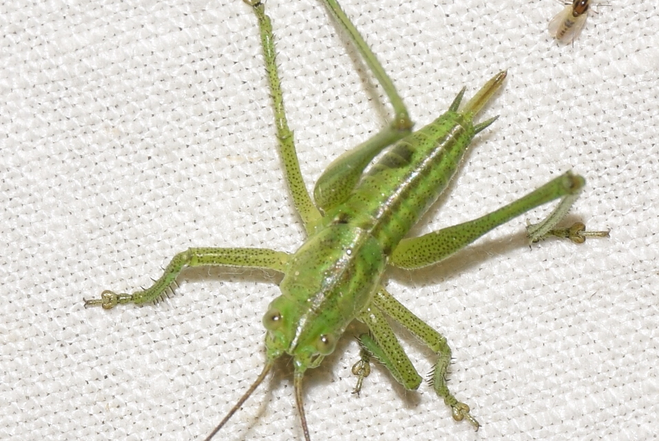 Tettigonia