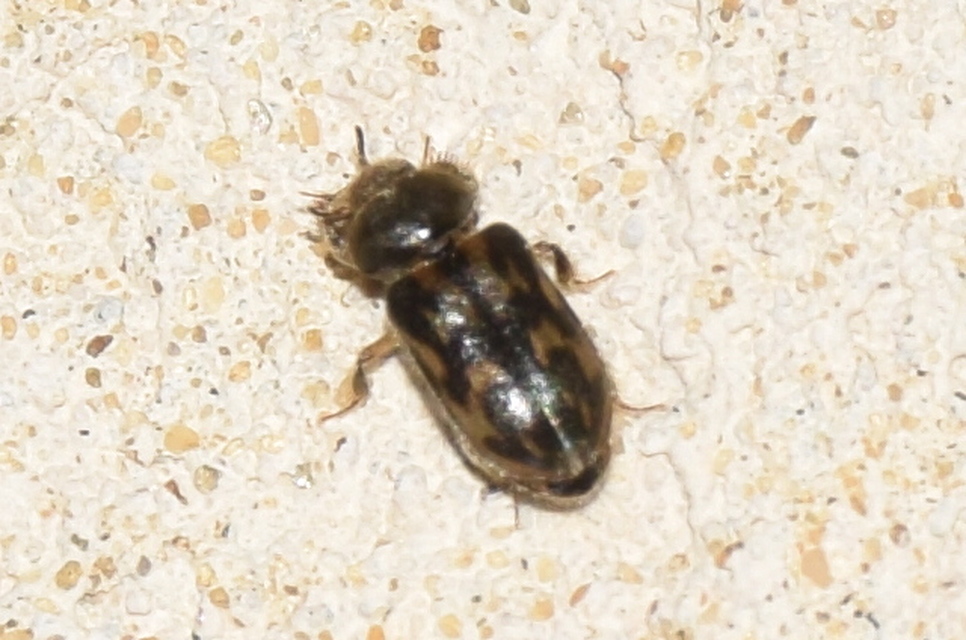 Heterocerus